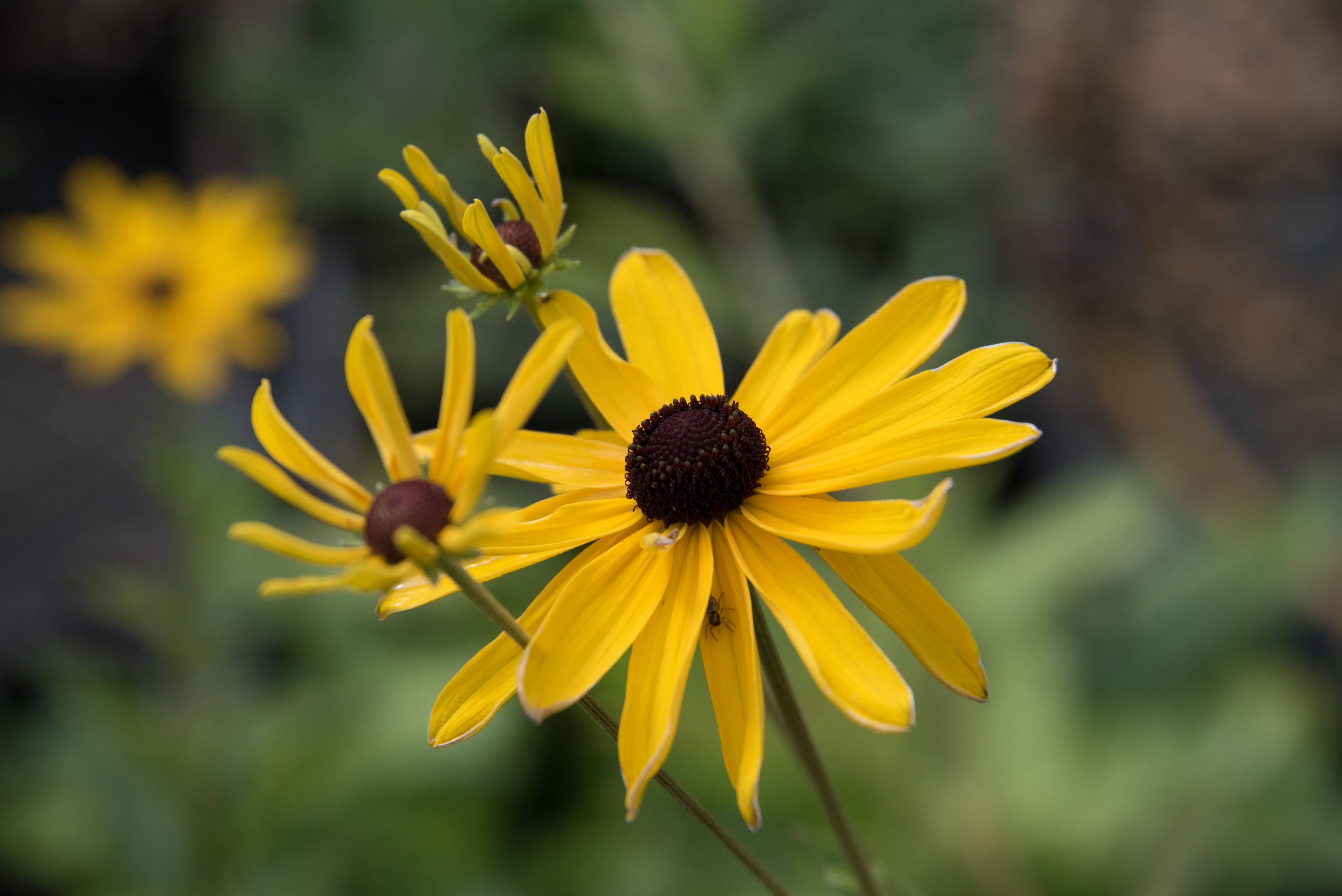 Rudbeckia subtomentosaZonnehoed bestellen